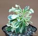 Aeonium domesticum variegata SU108 фото 3