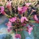 Sarracenia Fiona - S S56 фото 2