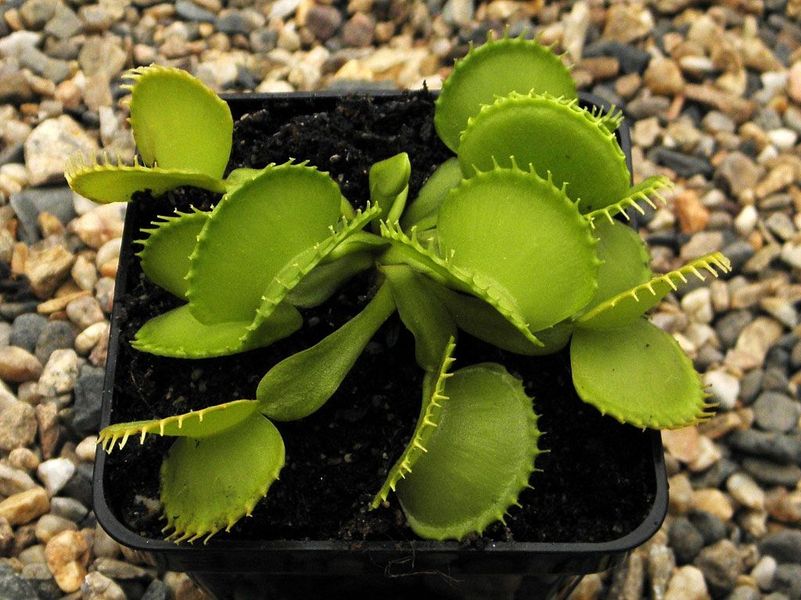 Dionaea muscipula Harmony - S DM53 фото