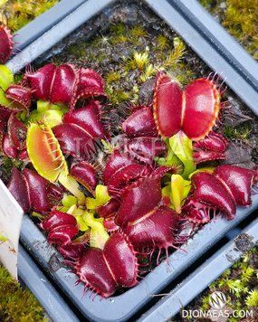 Dionaea muscipula Galaxy - M DM96 фото