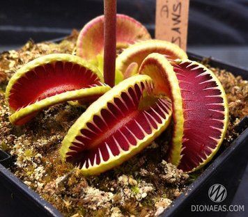 Dionaea muscipula Jaws smiley - S DM20 фото