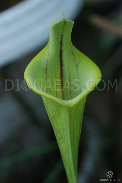 Sarracenia Lidless - S S20 фото