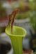 Sarracenia Lidless - S S20 фото 3