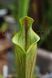 Sarracenia Lidless - S S20 фото 2