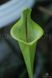 Sarracenia Lidless - S S20 фото 4
