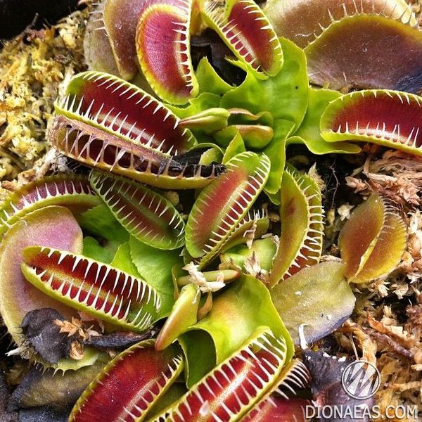 Dionaea muscipula Jaws smiley - S DM20 фото