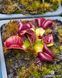 Dionaea muscipula Galaxy - S DM96 фото 2