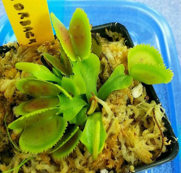 Dionaea muscipula "BZ Razorbak" - S DM71 фото