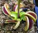 Dionaea muscipula Jaws smiley - S DM20 фото 3