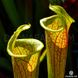 Sarracenia Lidless - S S20 фото 7