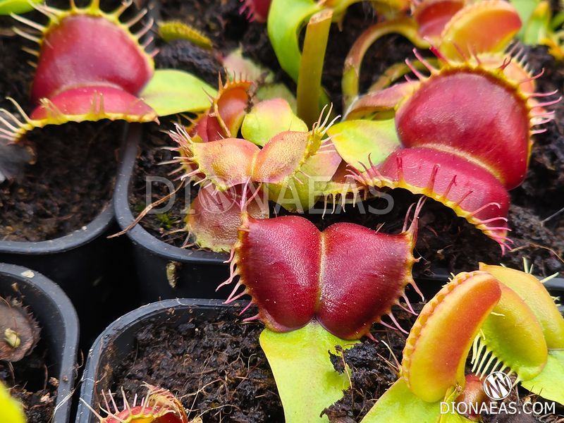 Dionaea muscipula Galaxy - S DM96 фото