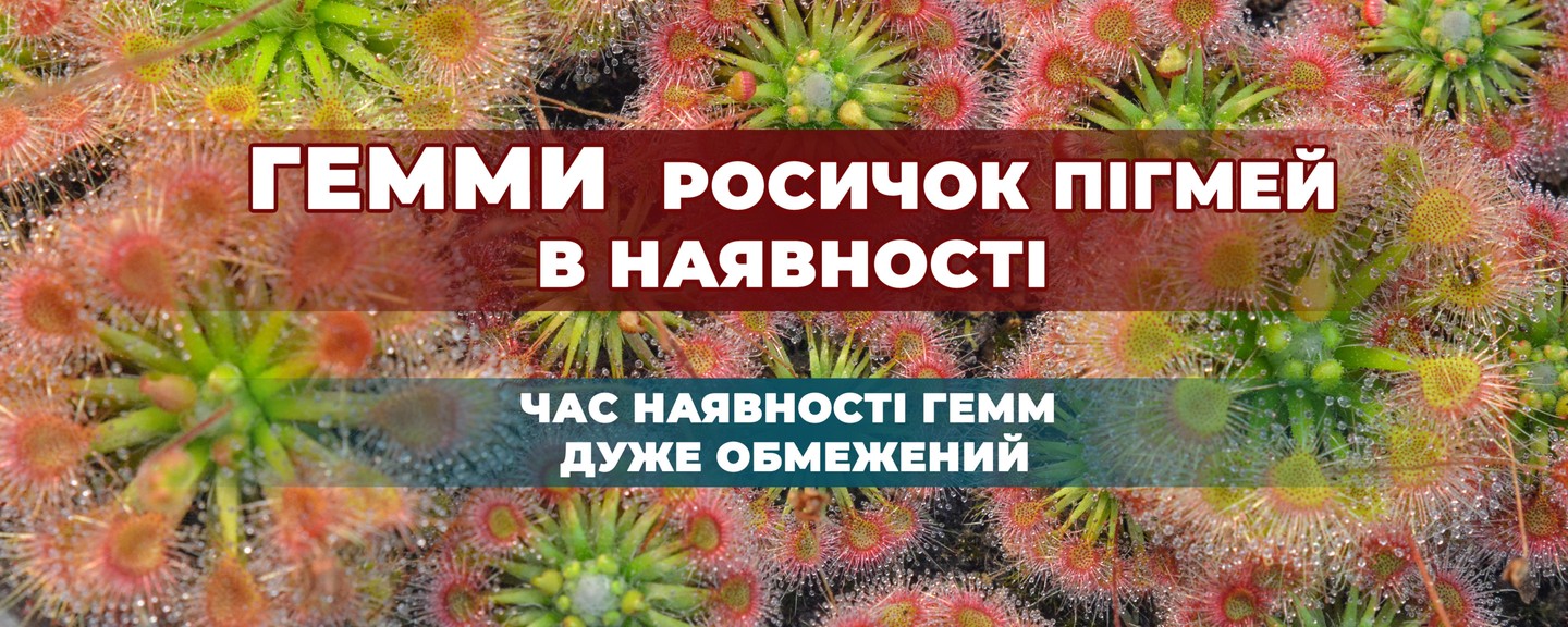 Гемми росичок Пігмей в наявності