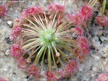 Drosera "Occidentalis" DR28 фото