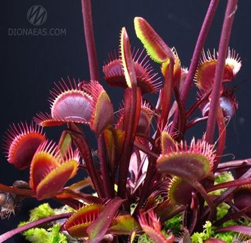 Dionaea muscipula Clayton's Volcanic Red - L DM03 фото