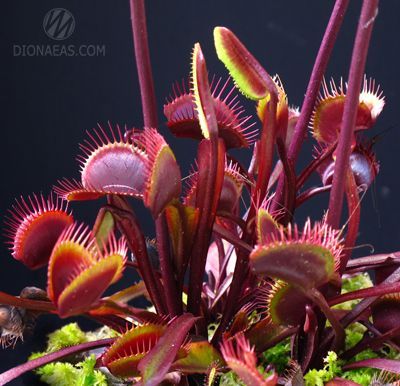 Dionaea muscipula Clayton's Volcanic Red - L DM03 фото