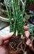 Sansevieria Cylindrica - Сансевиерия Цилиндрика, Сансевиера цилиндрическая, Африканское копье, тещин язык, щучий хвост SU125 фото 5