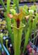 Sarracenia hybrid 8 - S S39 фото 2