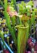 Sarracenia hybrid 8 - S S39 фото 3