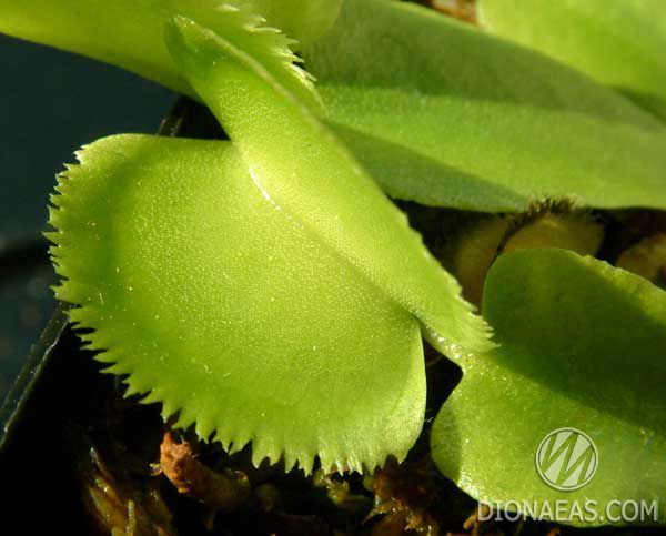 Dionaea muscipula Green sawtooth - S DM37 фото