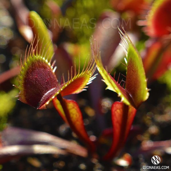 Dionaea muscipula Clayton's Volcanic Red - L DM03 фото