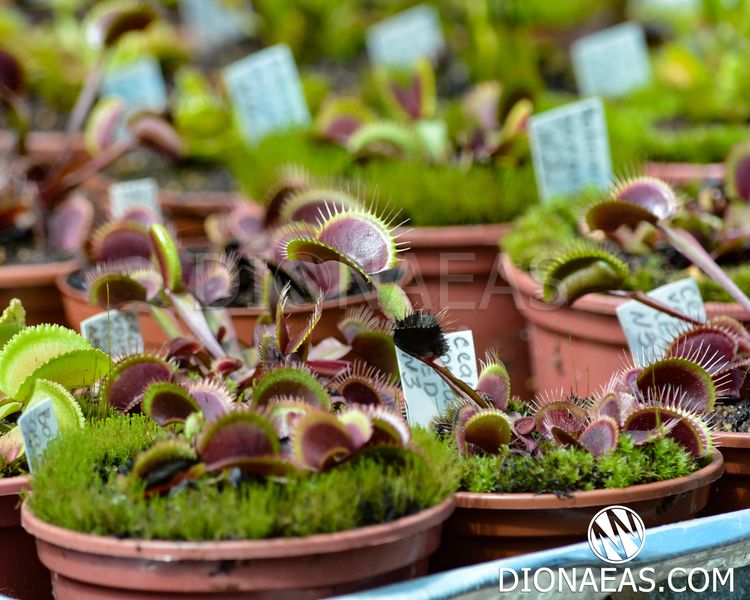 Dionaea muscipula Clayton's Volcanic Red - L DM03 фото