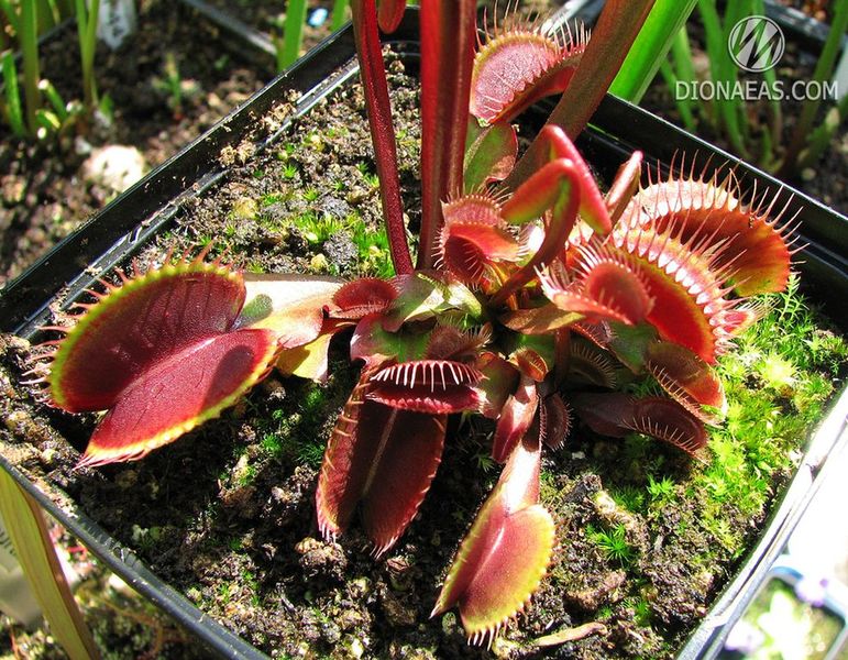 Dionaea muscipula Clayton's Volcanic Red - L DM03 фото