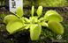 Dionaea muscipula Green sawtooth - S DM37 фото 3