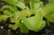Dionaea muscipula Green sawtooth - S DM37 фото 2
