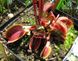 Dionaea muscipula Clayton's Volcanic Red - L DM03 фото 2