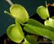 Dionaea muscipula Green sawtooth - S DM37 фото 5