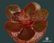 Echeveria Red Ruby - Ечеверія Рубіново-Червона, Ехеверія Червоний Рубін SU146 фото 1