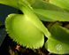 Dionaea muscipula Green sawtooth - S DM37 фото 1