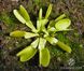 Dionaea muscipula Green sawtooth - S DM37 фото 4