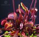 Dionaea muscipula Clayton's Volcanic Red - L DM03 фото 1