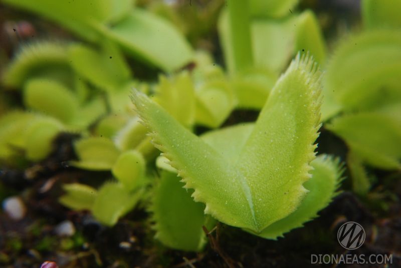 Dionaea muscipula Green sawtooth - S DM37 фото
