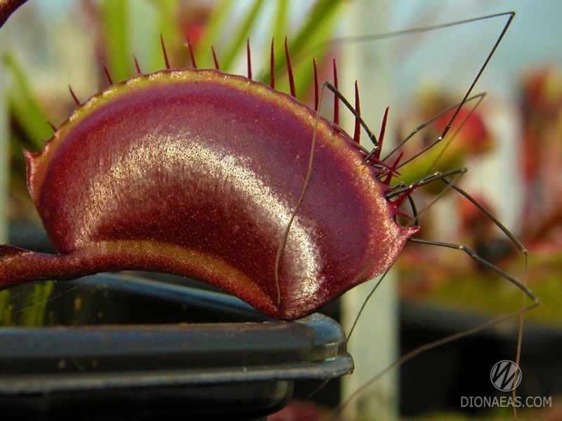 Dionaea muscipula Clayton's Volcanic Red - L DM03 фото