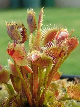 Dionaea muscipula Spotty - S DM54 фото