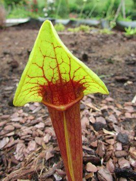 Sarracenia Catesbaei - S S58 фото