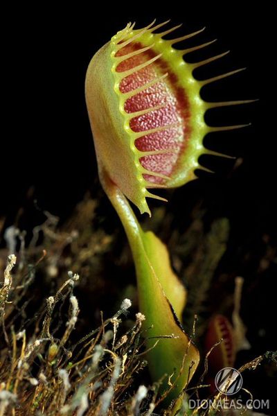 Dionaea muscipula Cupped trap - S DM04 фото