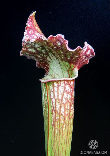 Sarracenia Hybrid 3 - S S03 фото