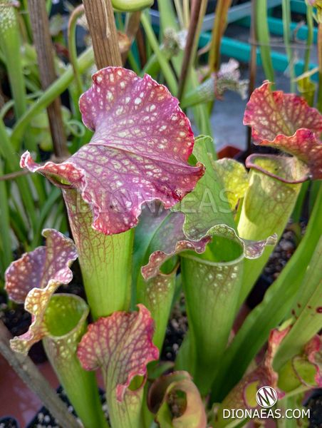 Sarracenia Hybrid 3 - S S03 фото