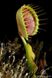 Dionaea muscipula Cupped trap - S DM04 фото 3