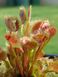 Dionaea muscipula Spotty - S DM54 фото 1