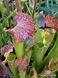 Sarracenia Hybrid 3 - S S03 фото 8