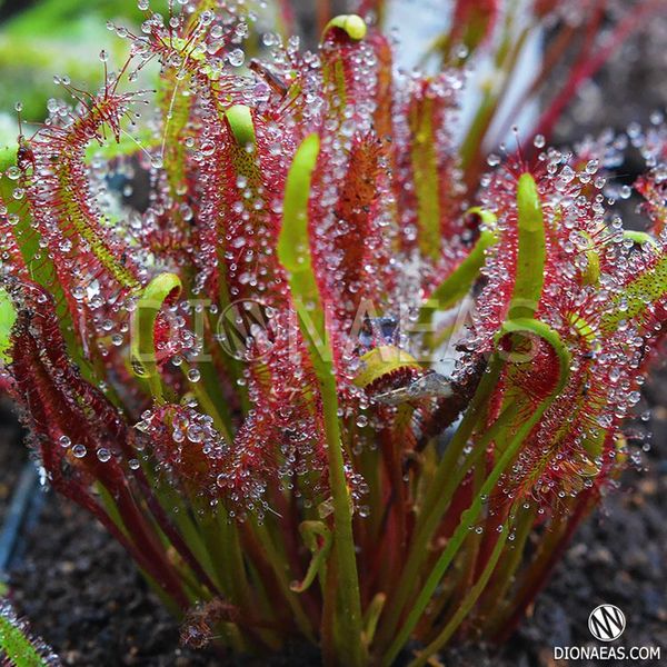 Drosera Capensis Red Leaf SD-DR23 фото