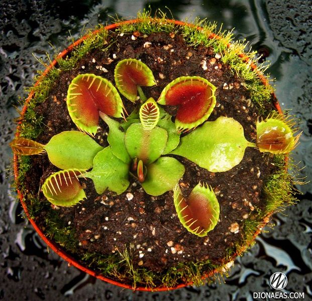 Dionaea muscipula Cupped trap - S DM04 фото