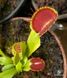 Dionaea muscipula Cupped trap - S DM04 фото 9
