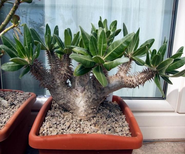 Pachypodium Lamerei - Пахіподіум Ламера, мадагаскарська пальма, товста нога, м'ясиста нога, колюча нога SU139 фото
