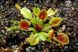 Dionaea muscipula Cupped trap - S DM04 фото 5
