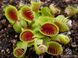 Dionaea muscipula Cupped trap - S DM04 фото 1